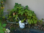 hashimoto apartments overgrown bike